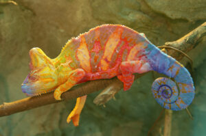 Colorful Chameleon on branch closeup